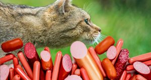 Not fake: Australia poisons millions of feral cats