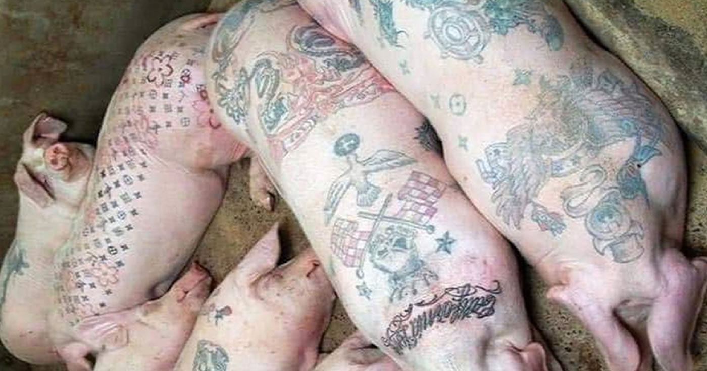 Faktencheck: Schweine zur Übung tätowieren