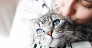 Fact check: Cat fur in German stores