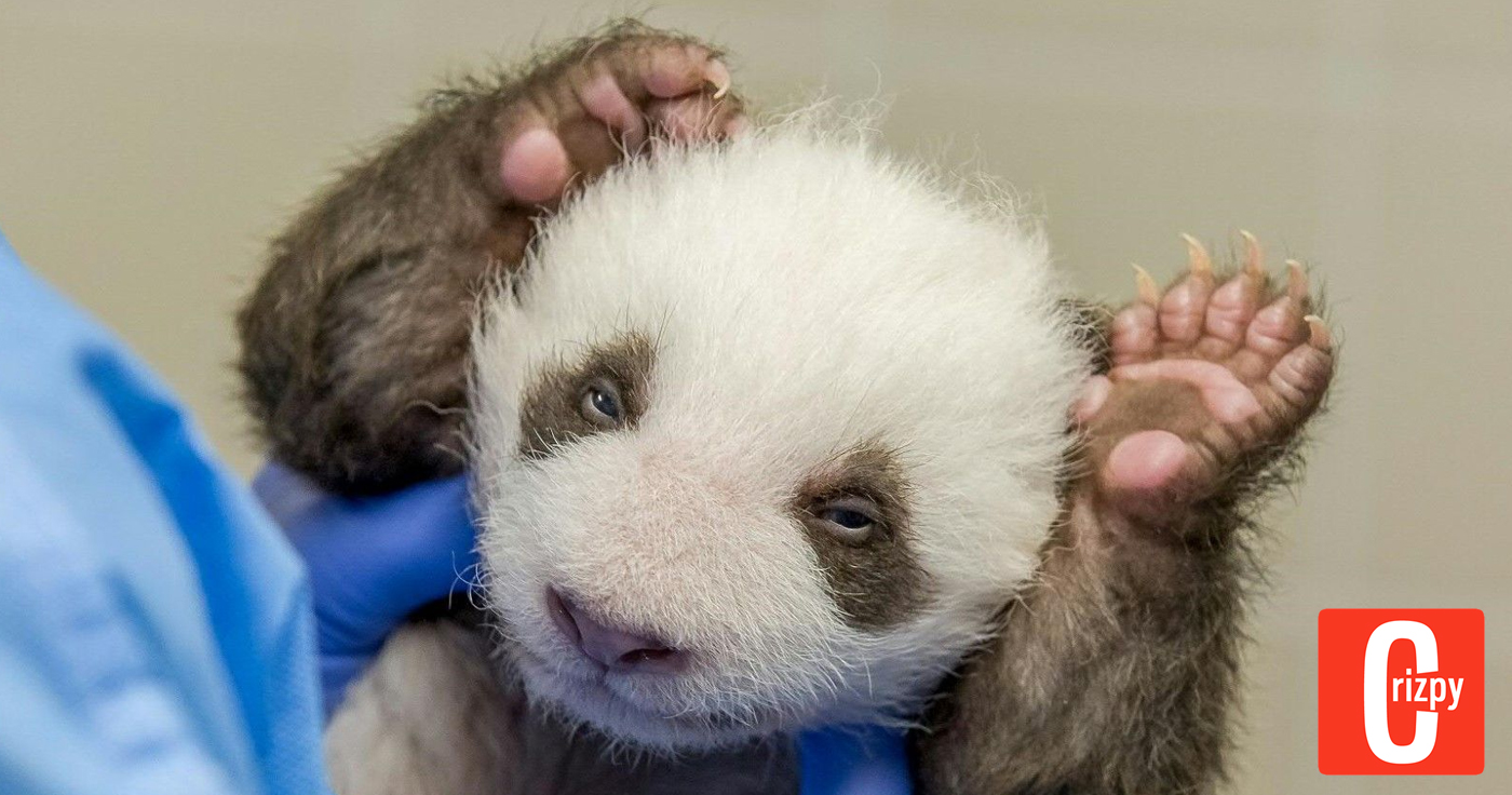 Berliner Panda-Babys öffnen ihre Augen
