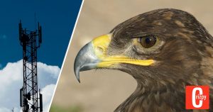 Teures Roaming: Adler treibt Forscher mit SMS in die Pleite
