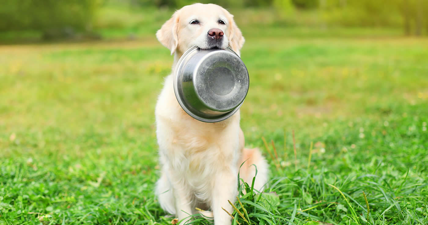 Folgende Lebensmittel sollten Hunde nicht essen (Faktencheck)