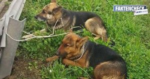 Faktencheck: Die zwei Schäferhunde an der Leitplanke
