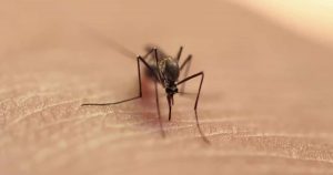 West-Nil-Virus – Was man darüber wissen muss