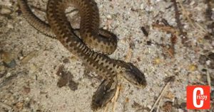 Gruselig: Schlange mit zwei Köpfen entdeckt