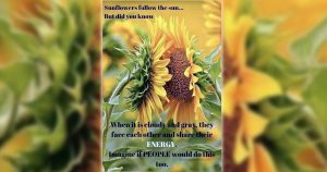 Faktencheck: Teilen sich Sonnenblumen ihre Energie?