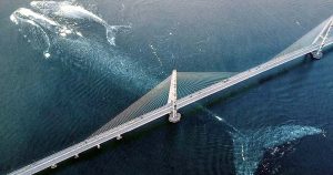 Fake: Der riesige Blauwal unter der Brücke