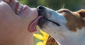 Faktencheck: Kann Hundespeichel gefährlich werden?