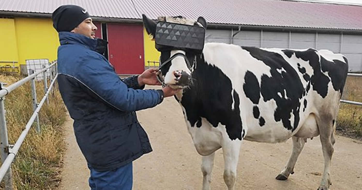 Kühe sollen dank VR-Brillen mehr Milch geben