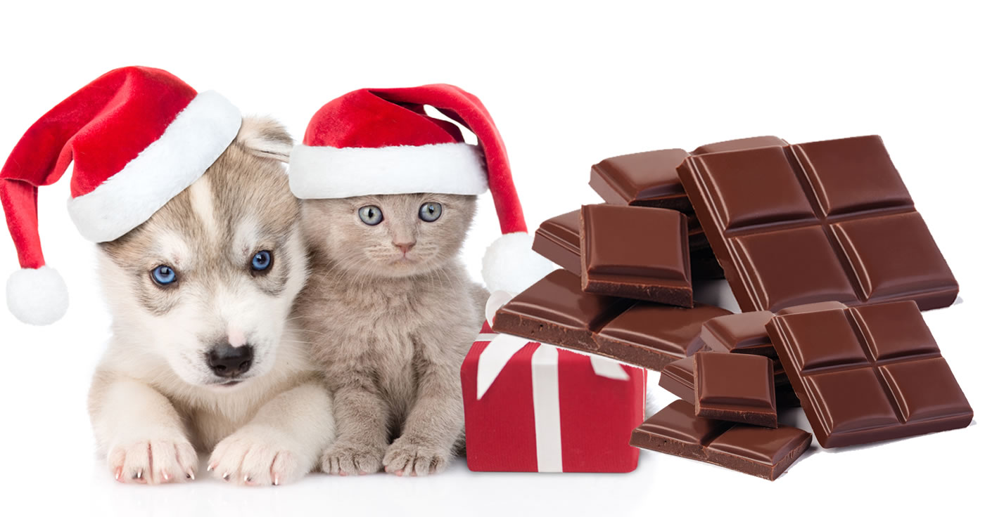 Schokoladenvergiftung bei Hund Katze (Artikelbild: Shutterstock / Ermolaev Alexander / gresei)