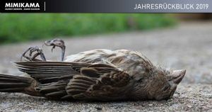 Jahresrückblick 2019: Faktencheck: Starben die Vögel in Den Haag durch 5G-Strahlung?