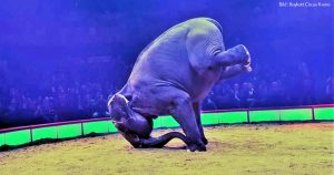Circus Krone and Bara the Elephant (fact check)