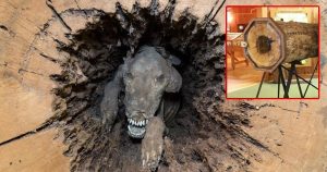 „Stuckie“: der mumifizierte Hund im Baumstamm