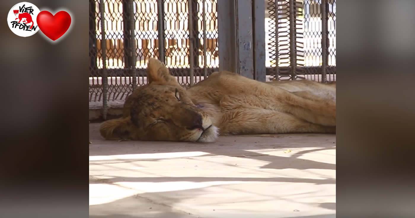 Hoffnung für Löwen im Al-Qureshi-Park