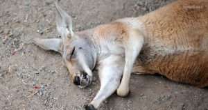 Känguru wurde zu Tode gequält! 18-Jähriger festgenommen.