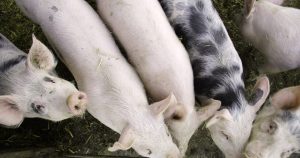 Kein Schwein gehabt – Wie die Schweinepest den Fleischmarkt in China weiterhin fest im Griff hat