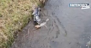 Faktencheck zum Video „Mischlingshund erlegt Reh“
