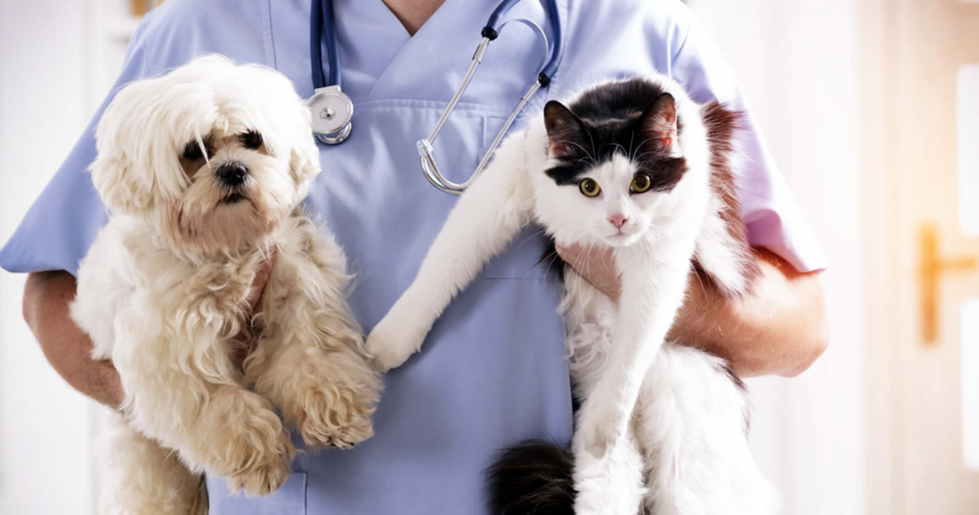 "Coronavirus gefährdet Hund und Katze" (Faktencheck)