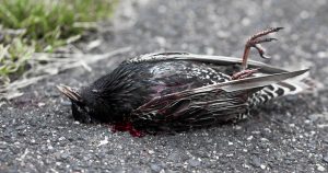 Mystery solved: Why the birds in Wales died (not from 5G radiation!)