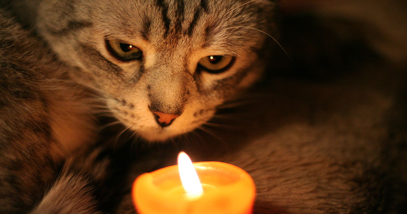 Sind Duftkerzen für Katzen gefährlich? – Der Faktencheck