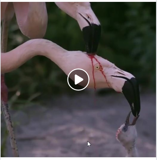 Screenshot Flamingos: Facebook