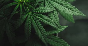Im Faktencheck: „Cannabis schrumpft Tumore“