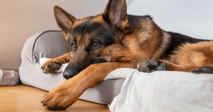 Coronavirus / COVID 19 – Quarantäne: Was Hundebesitzer jetzt wissen sollten