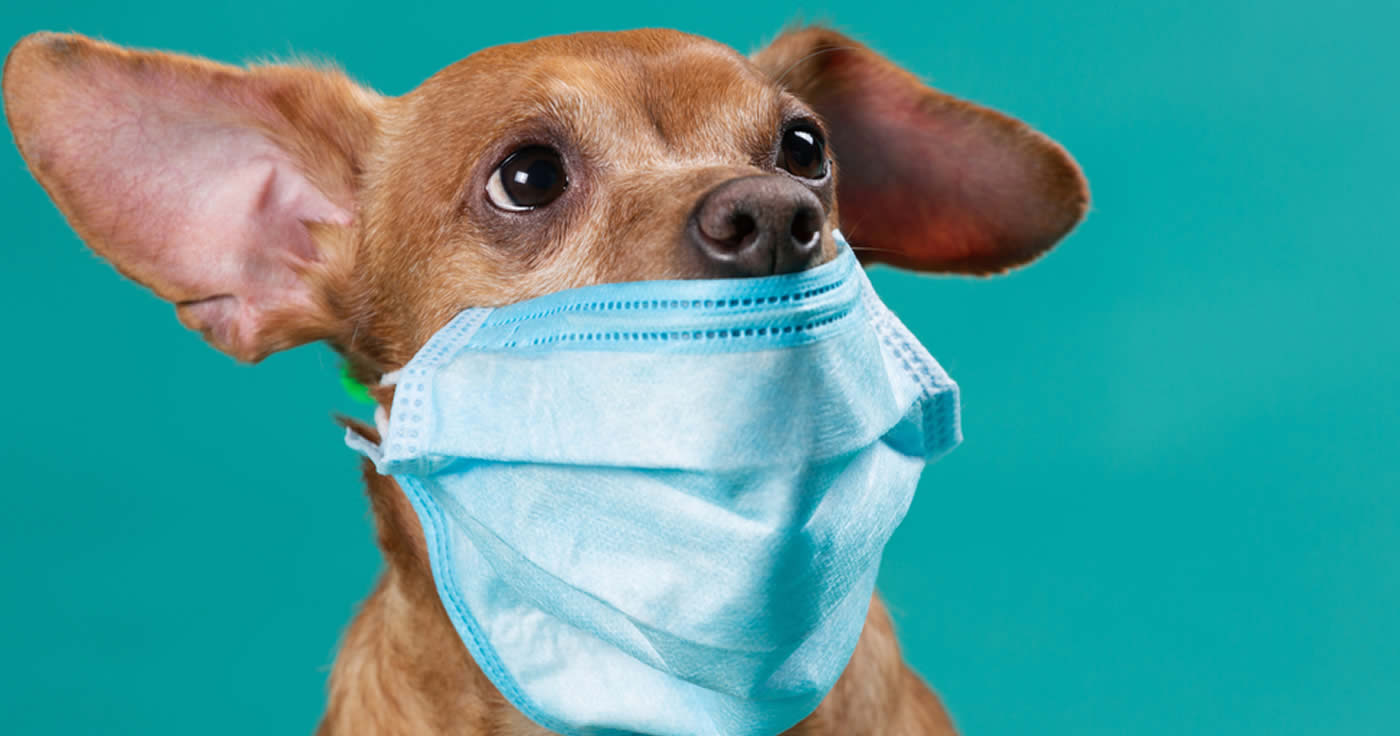 Das neue Coronavirus und der kranke Hund (Faktencheck)
