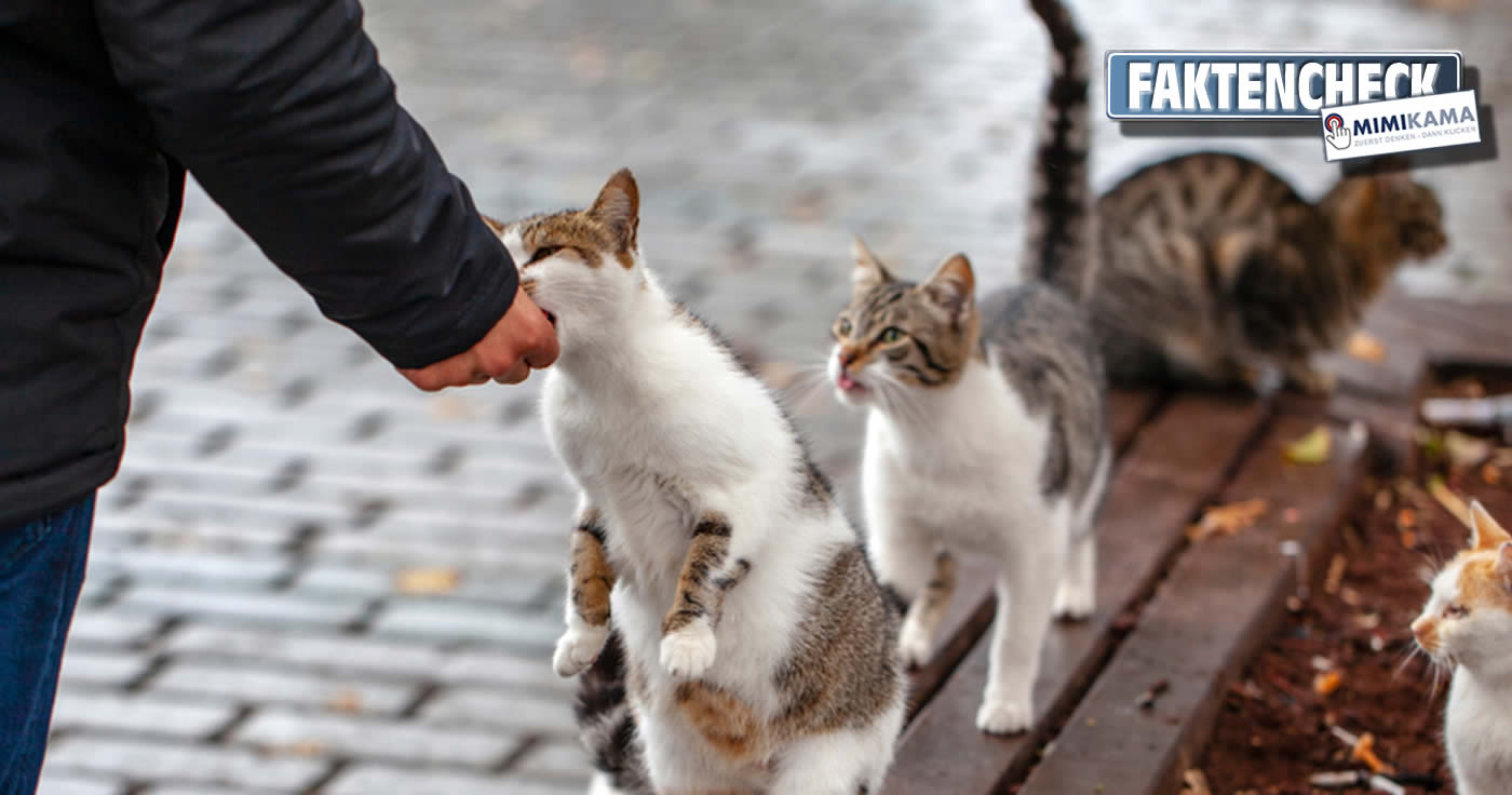 Australische Regierung will Millionen Katzen mit Würstchen vergiften!