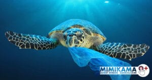 Alluring smell of death - sea turtles and plastic
