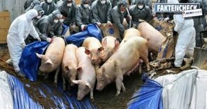 Coronavirus: Werden Schweine lebendig begraben?