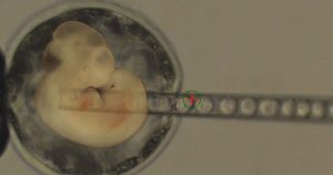 Menschliche Zellen in Schweine-Embryos – Was dahinter steckt