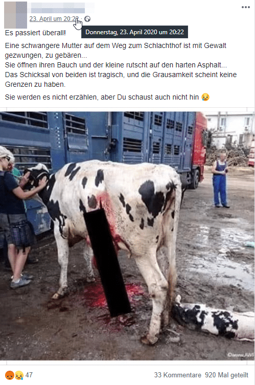 Die gebärende Kuh neben dem Transporter