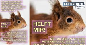 Eichhörnchenkinder, die sich ans Hosenbein klammern – der Faktencheck