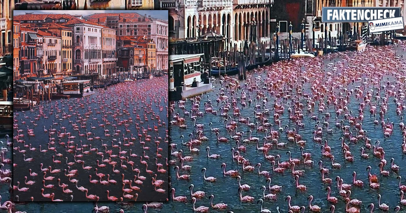 Gibt es wirklich schon Flamingos in Venedig?