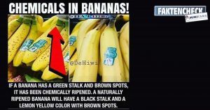 Kein sicherer Test: Chemisch behandelte Bananen erkennt man nicht am Stiel