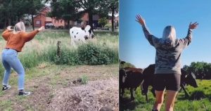 Fieser TikTok-Trend: Kühe erschrecken – ein Bauer macht jetzt seinem Ärger Luft