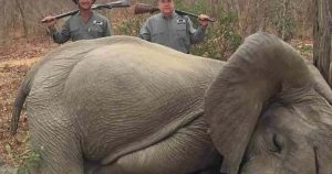 Faktencheck: Geschäftsmann posiert vor totem Baby-Elefanten?