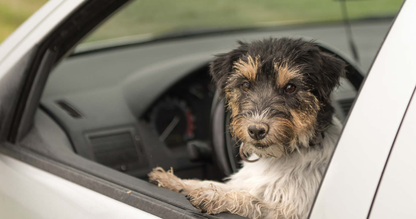 Hund in Not: Darf man die Scheibe eines Autos einfach einschlagen? - Die Rechtslage
