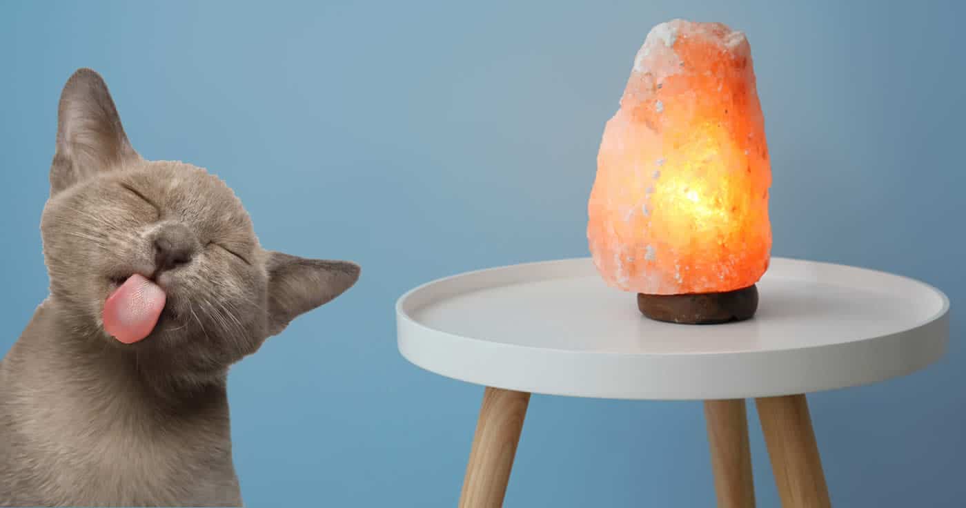 Ja, Salzlampen sind eine tödliche Gefahr für Katzen!