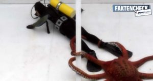 Fake: Oktopus attackiert Taucher – es handelt sich um eine Installation