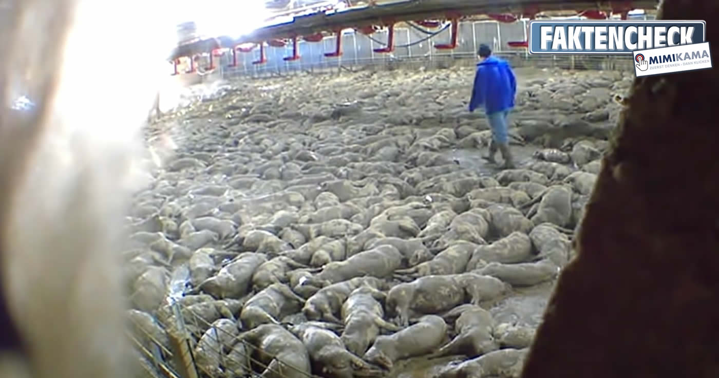 Leider kein Fake: Tausende Schweine aufgrund der Corona-Pandemie getötet