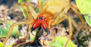 Beware of Nurse Thornfinger: poisonous spider conquers Germany