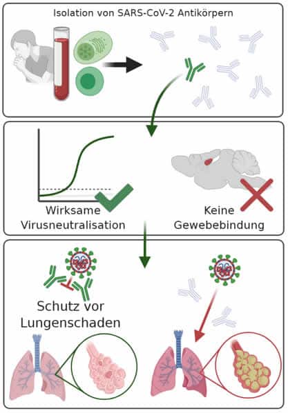 Durchbruch? Neue Antikörper gegen Coronavirus entdeckt – mimikama.org Isolation, Selektion und Wirksamkeitstestung von Antikörpern für Entwicklung einer passiven Immunisierung. Grafik: Kreye/ Charité.