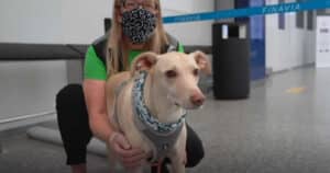 Hunde erschnüffeln Coronavirus am Flughafen Helsinki