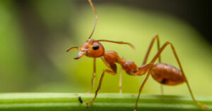 Ameisen-im-Glas-Analogie auf Facebook unzutreffend