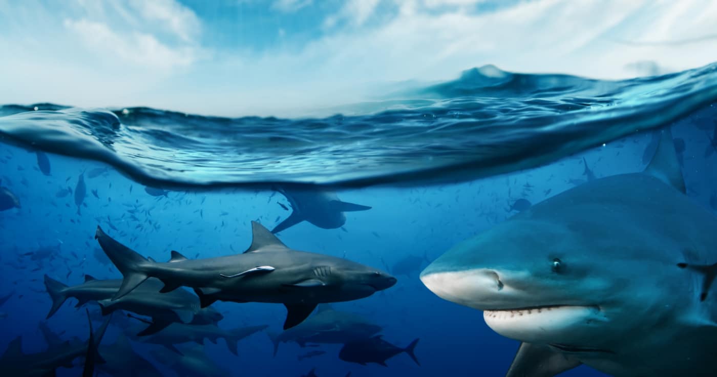 Müssen eine halbe Millionen Haie für Corona-Impfstoff sterben? (Faktencheck)