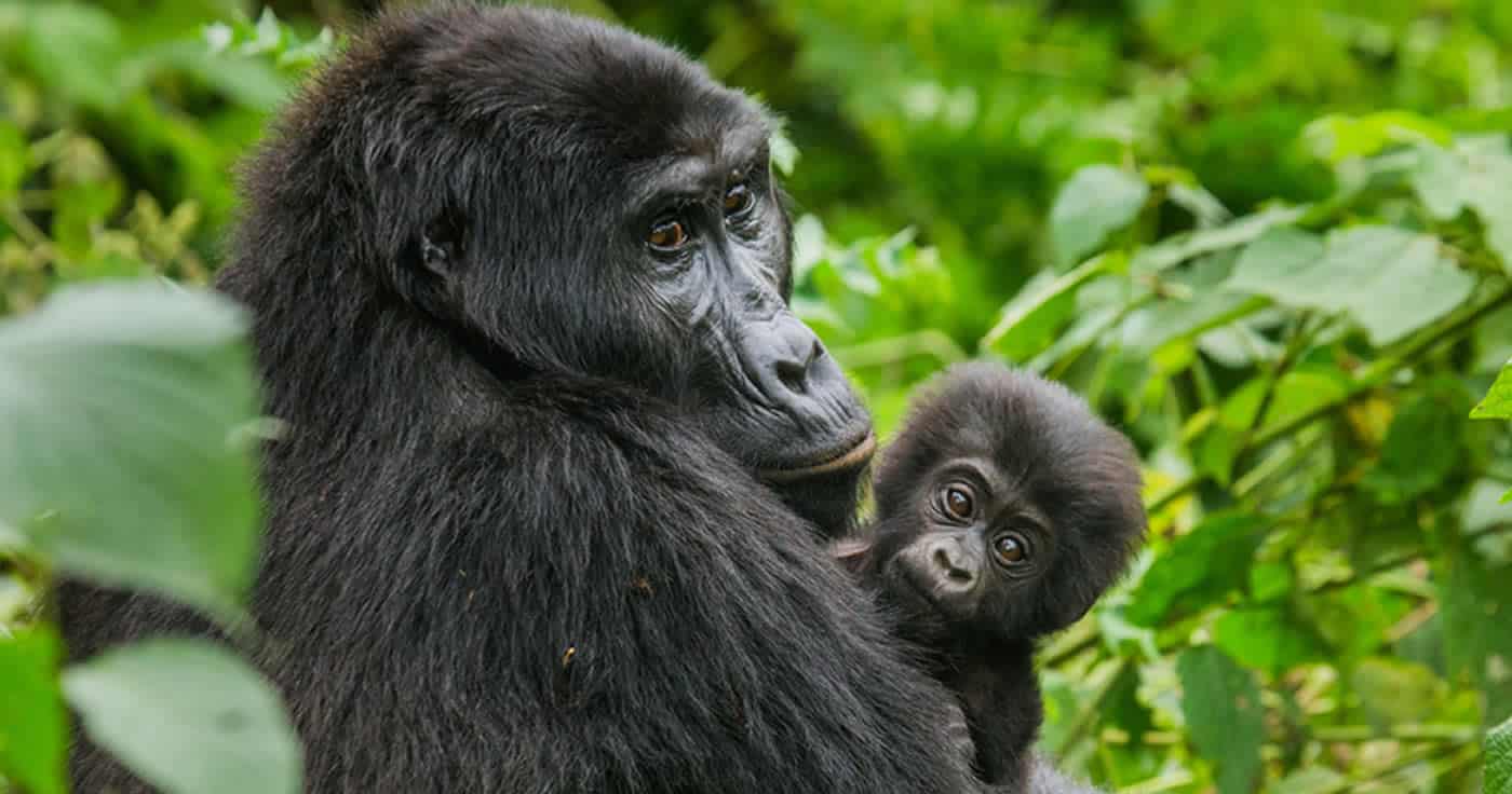 Handys bedrohen Umwelt und Lebensraum der Gorillas