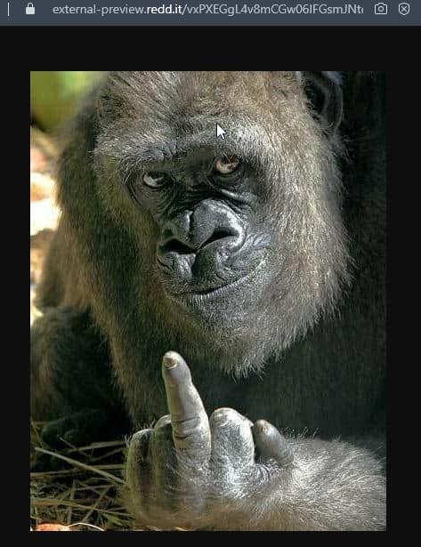 Screenshot Bild von Affen mit erhobenem Mittelfinger