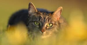 Urteil: Luftgewehrschüsse auf Katze keine Tierquälerei